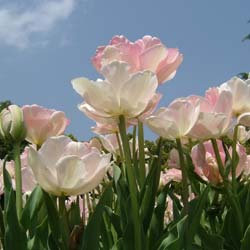 tulipe double tardive -angelique